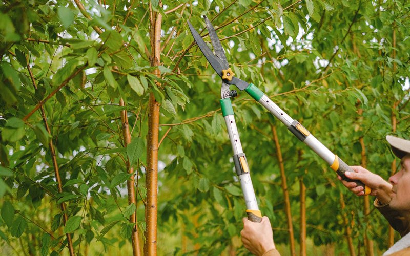 Tree trimming in Prescott Valley, AZ